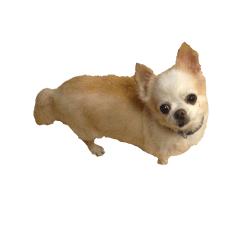 [LINEスタンプ] my dog  is chihuahua