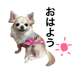 [LINEスタンプ] 愛犬チワワのマロンちゃん。