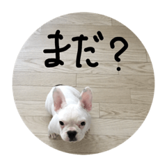 [LINEスタンプ] はい はい