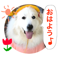 [LINEスタンプ] グレートピレニーズ こえだちゃん