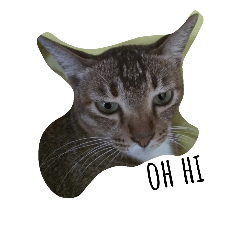 [LINEスタンプ] Catycat