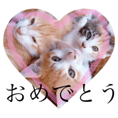 [LINEスタンプ] ニャンコの詰め合わせ❤︎（挨拶.日常会話）