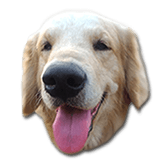 [LINEスタンプ] Dogdent