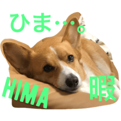 [LINEスタンプ] ライムisコーギー