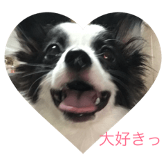 [LINEスタンプ] ソルの日常