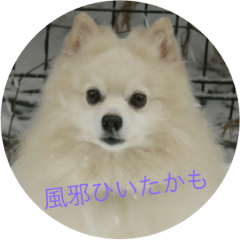 [LINEスタンプ] 小さなポメ