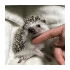 [LINEスタンプ] ハリネズミのハリー1