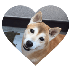 [LINEスタンプ] わんこちゃ