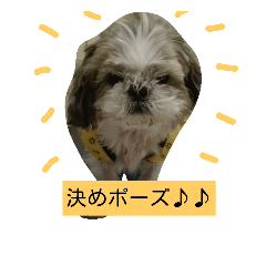 [LINEスタンプ] 犬の行動に一言