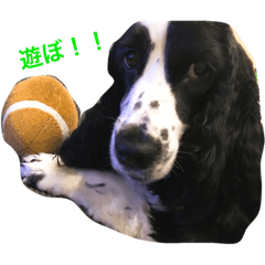 [LINEスタンプ] りんとけん
