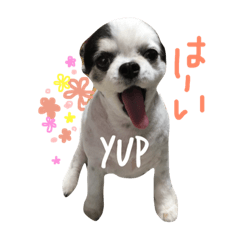 [LINEスタンプ] チワワ家族の日常スタンプ1