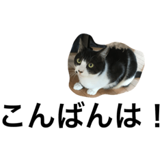 [LINEスタンプ] maakun is cat.2