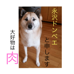 [LINEスタンプ] 永沢ドンベエ