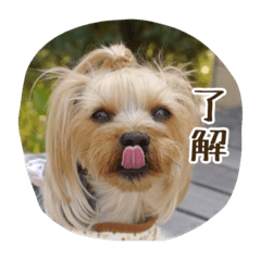 [LINEスタンプ] 気まぐれヨーキーのんちゃん