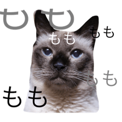 [LINEスタンプ] おかべさん家の猫さん