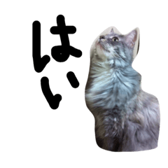 [LINEスタンプ] 猫のアルト