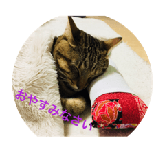 [LINEスタンプ] 猫で挨拶