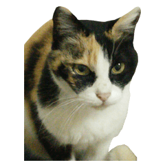 [LINEスタンプ] Meowou