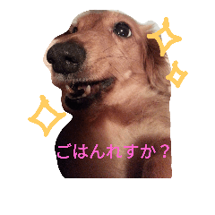 [LINEスタンプ] ダックスの日常。
