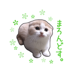 [LINEスタンプ] にゃんこのまろん