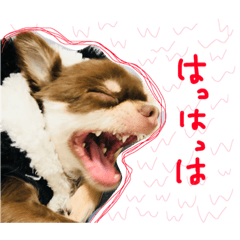 [LINEスタンプ] Chihuahua YTI