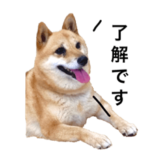 [LINEスタンプ] 豆柴あんこ