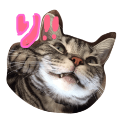[LINEスタンプ] 我が家のにゃんこず