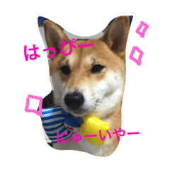 [LINEスタンプ] 柴さん3