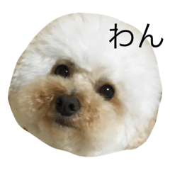 [LINEスタンプ] いぬのすたんんんんん