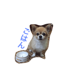 [LINEスタンプ] ポワロの日常