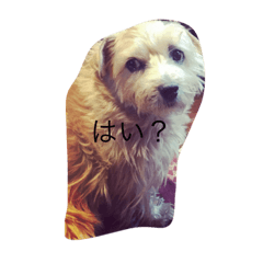 [LINEスタンプ] ノーフォークテリアスタンプ