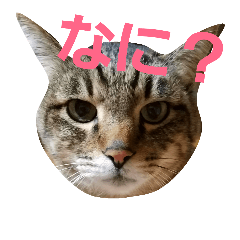 [LINEスタンプ] サバトラねこすたんぷ