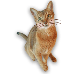 [LINEスタンプ] 猫のぷうとここ