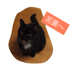 [LINEスタンプ] Xian Cao the cat