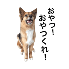 [LINEスタンプ] ワンワン桃ちゃん