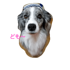 [LINEスタンプ] 愉快なワンズたち