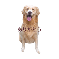 [LINEスタンプ] ゴールデンレトリバー ローズ