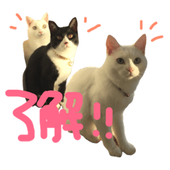 [LINEスタンプ] ねこたち＆うさぎ