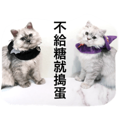 [LINEスタンプ] My daily cats routine