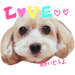 [LINEスタンプ] あんず様02