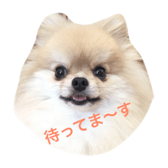 [LINEスタンプ] ポメのルイス君