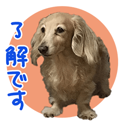 [LINEスタンプ] いぬ達 くろーばー かーる さすけ