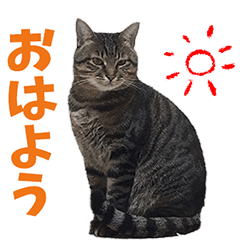 [LINEスタンプ] ねこ達 萬福 あれん