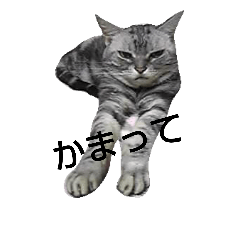 [LINEスタンプ] chocolat cat