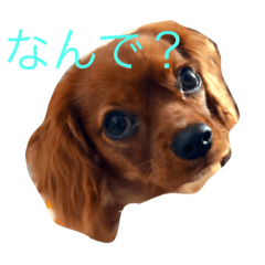 [LINEスタンプ] キャバリアリム
