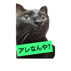 [LINEスタンプ] にゃんこぉ