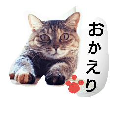 [LINEスタンプ] azuspecial