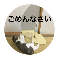 [LINEスタンプ] ねこねこねこねこ！