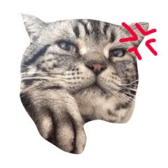 [LINEスタンプ] ねこじゃんふる
