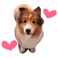[LINEスタンプ] シェルティのチップくん